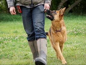 Dog trainer in Southampton, Eastleigh, Romsey, Winchester & Fareham.