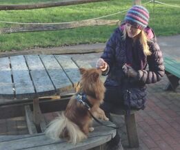 Dog trainer & behaviourist in Southampton, Eastleigh, Romsey, Winchester & Fareham.  Positive, reward based.
